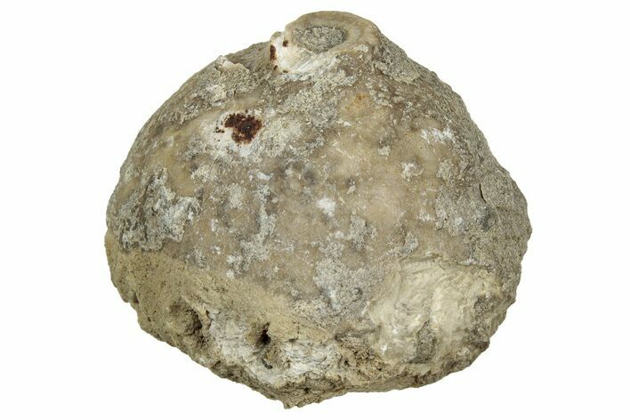 Crinoid Calyx (Pithocrinus) - Alpena, Michigan #327300